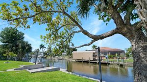 Mature avocado tree overlooking canal